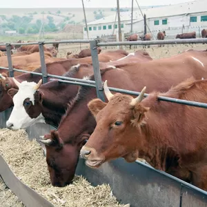 Коровы,  телята оптом и в розницу